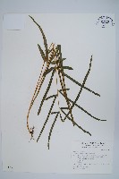 箭葉鳳尾蕨藏品圖，第1張