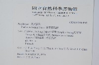 箭葉鳳尾蕨藏品圖，第2張