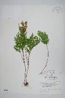 異葉卷柏藏品圖，第1張