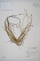 臺灣木賊藏品圖，第1張