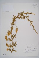 石松藏品圖，第1張