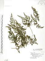 海金沙藏品圖，第1張