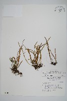 擬芨瓦葦藏品圖，第1張