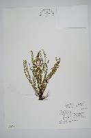鐵角蕨藏品圖，第1張