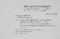 鐵角蕨藏品圖，第2張