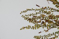 鐵角蕨藏品圖，第4張