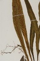 劍葉鐵角蕨、箭葉鐵角蕨藏品圖，第2張