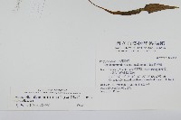 骨牌蕨藏品圖，第2張