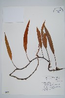 石葦藏品圖，第1張