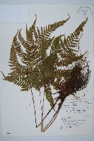 臺灣鱗毛蕨藏品圖，第1張