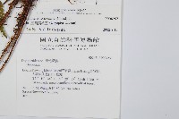 臺灣鱗毛蕨藏品圖，第2張
