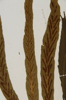 劍葉鐵角蕨、箭葉鐵角蕨藏品圖，第4張