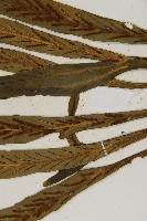 劍葉鐵角蕨、箭葉鐵角蕨藏品圖，第5張