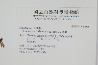 水蕨藏品圖，第2張