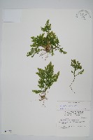 異葉卷柏藏品圖，第1張