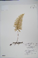 大葉水龍骨藏品圖，第1張