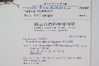 大葉水龍骨藏品圖，第2張