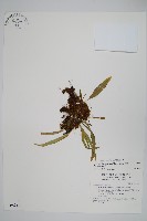 瓦葦藏品圖，第1張