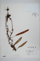 石葦藏品圖，第1張