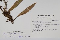 石葦藏品圖，第2張