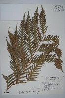 臺灣狗脊蕨藏品圖，第1張