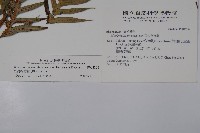 臺灣狗脊蕨藏品圖，第2張