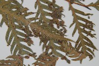 臺灣狗脊蕨藏品圖，第3張