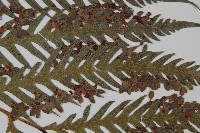 臺灣狗脊蕨藏品圖，第4張