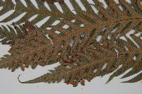 臺灣狗脊蕨藏品圖，第5張