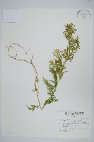 全緣卷柏藏品圖，第1張