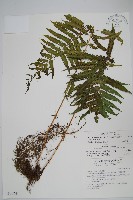 斜葉金星蕨藏品圖，第1張