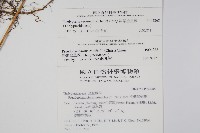 斜葉金星蕨藏品圖，第2張