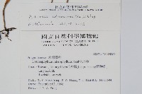 抱樹石葦藏品圖，第2張