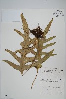 海岸星蕨藏品圖，第1張