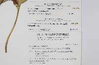 海岸星蕨藏品圖，第2張