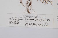 闊片鳥蕨藏品圖，第2張