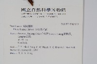 傅氏鳳尾蕨藏品圖，第2張