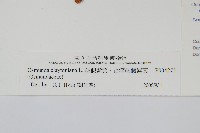 絨假紫萁、台灣絨假紫萁藏品圖，第2張