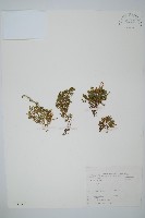 登錄號:P004276藏品圖，第1張