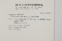 粉葉蕨藏品圖，第1張