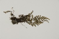 粉葉蕨藏品圖，第2張