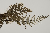 粉葉蕨藏品圖，第3張