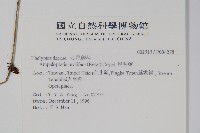 星毛蕨藏品圖，第2張