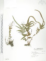 鱗蓋鳳尾蕨藏品圖，第1張