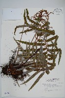 台灣瘤足蕨藏品圖，第1張