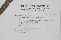 台灣瘤足蕨藏品圖，第2張