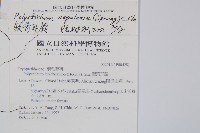 軟骨耳蕨藏品圖，第2張