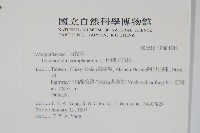 地刷子藏品圖，第2張