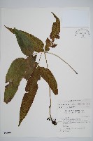 細柄雙蓋蕨藏品圖，第1張