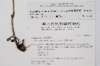 細柄雙蓋蕨藏品圖，第2張